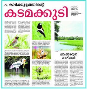 birds_kadammakkudy